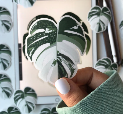 monstera borsigiana  sticker