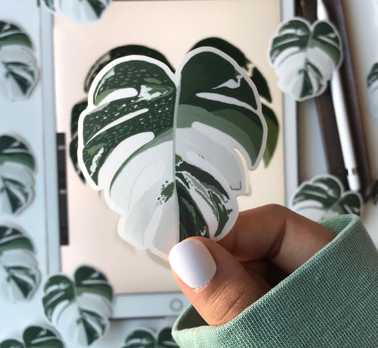 monstera borsigiana  sticker