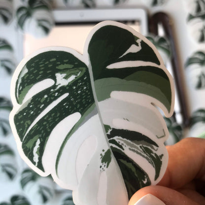 monstera borsigiana  sticker