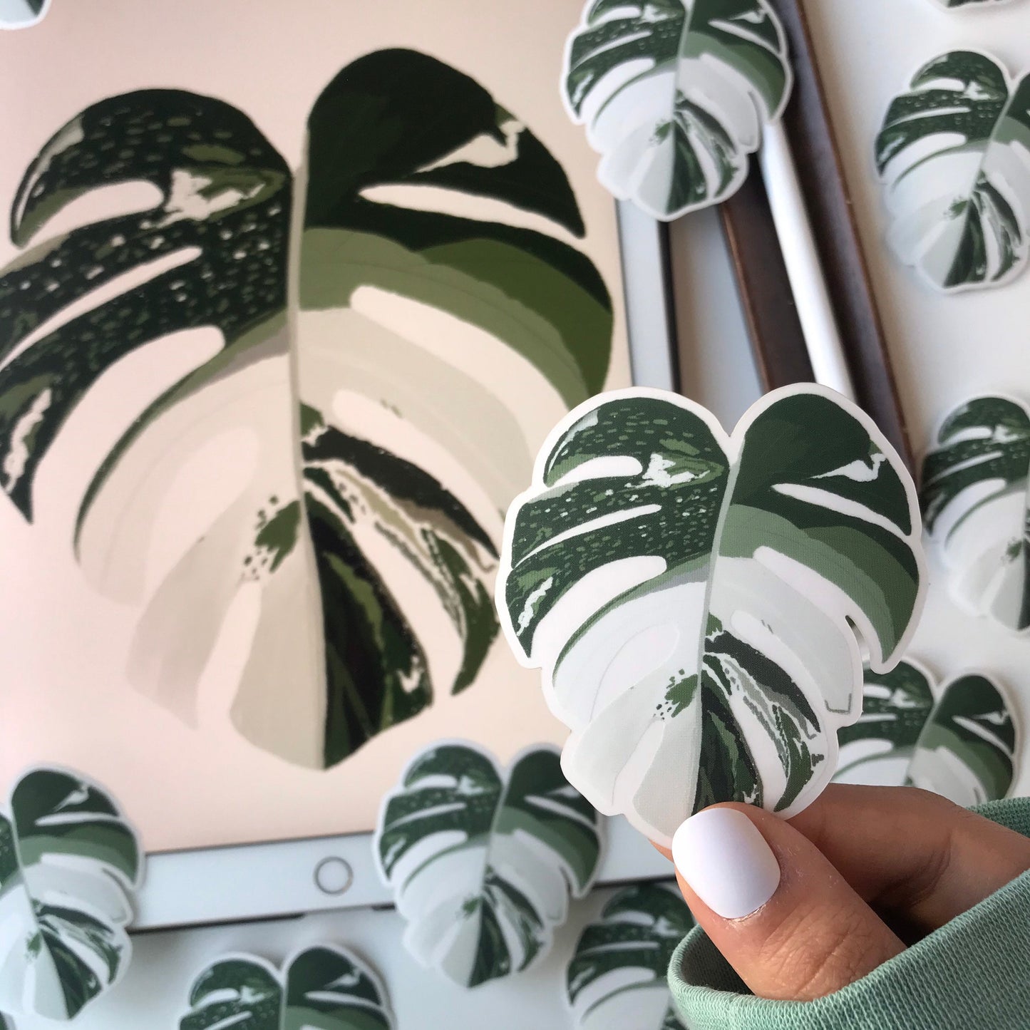 monstera borsigiana  sticker