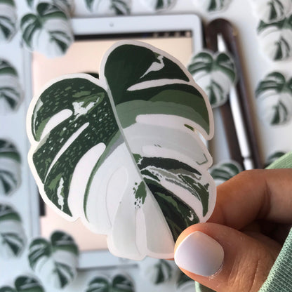 monstera borsigiana  sticker