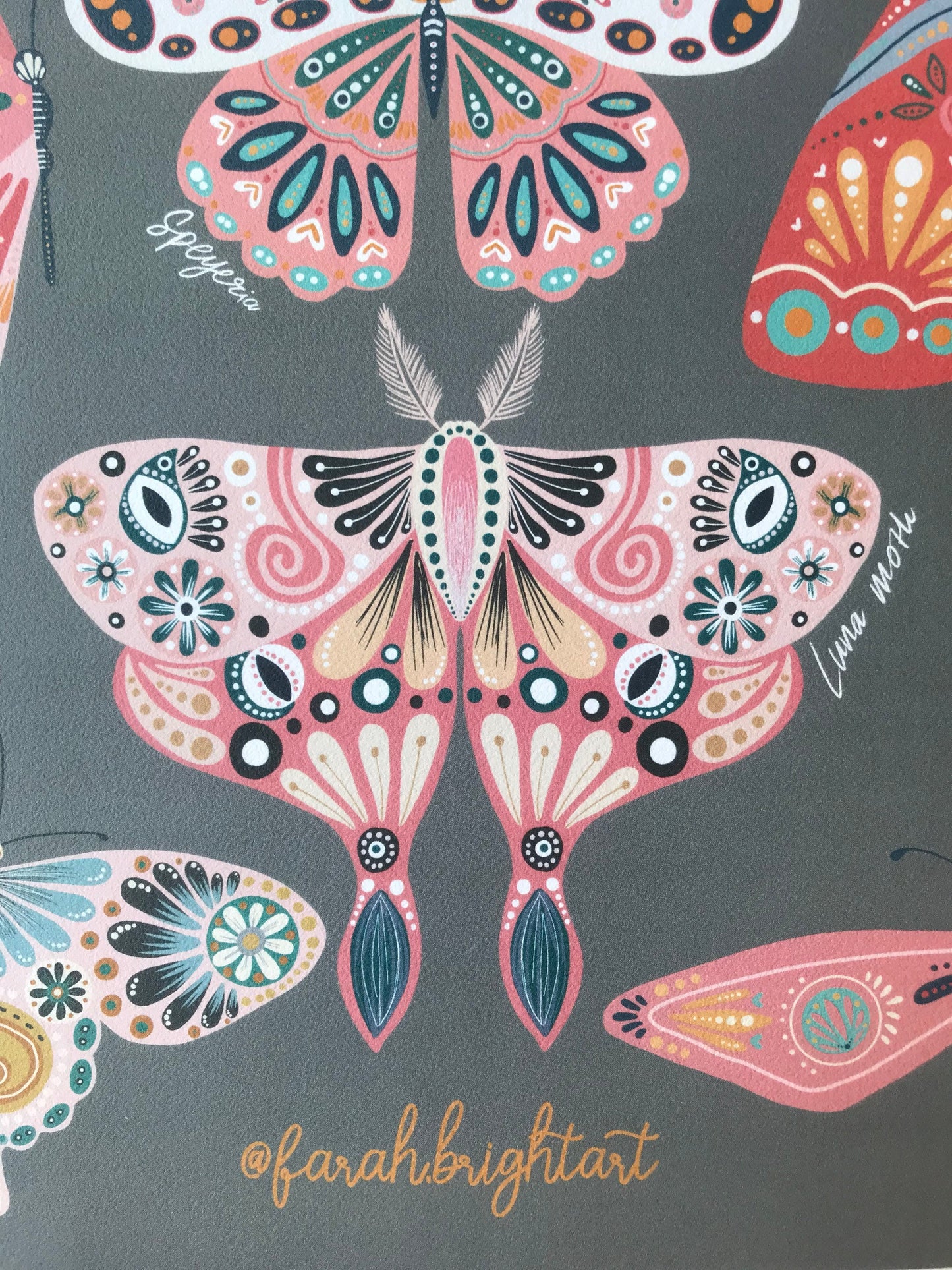 Moth and butterflies illustrations print