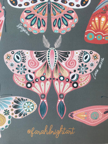 Moth and butterflies illustrations print
