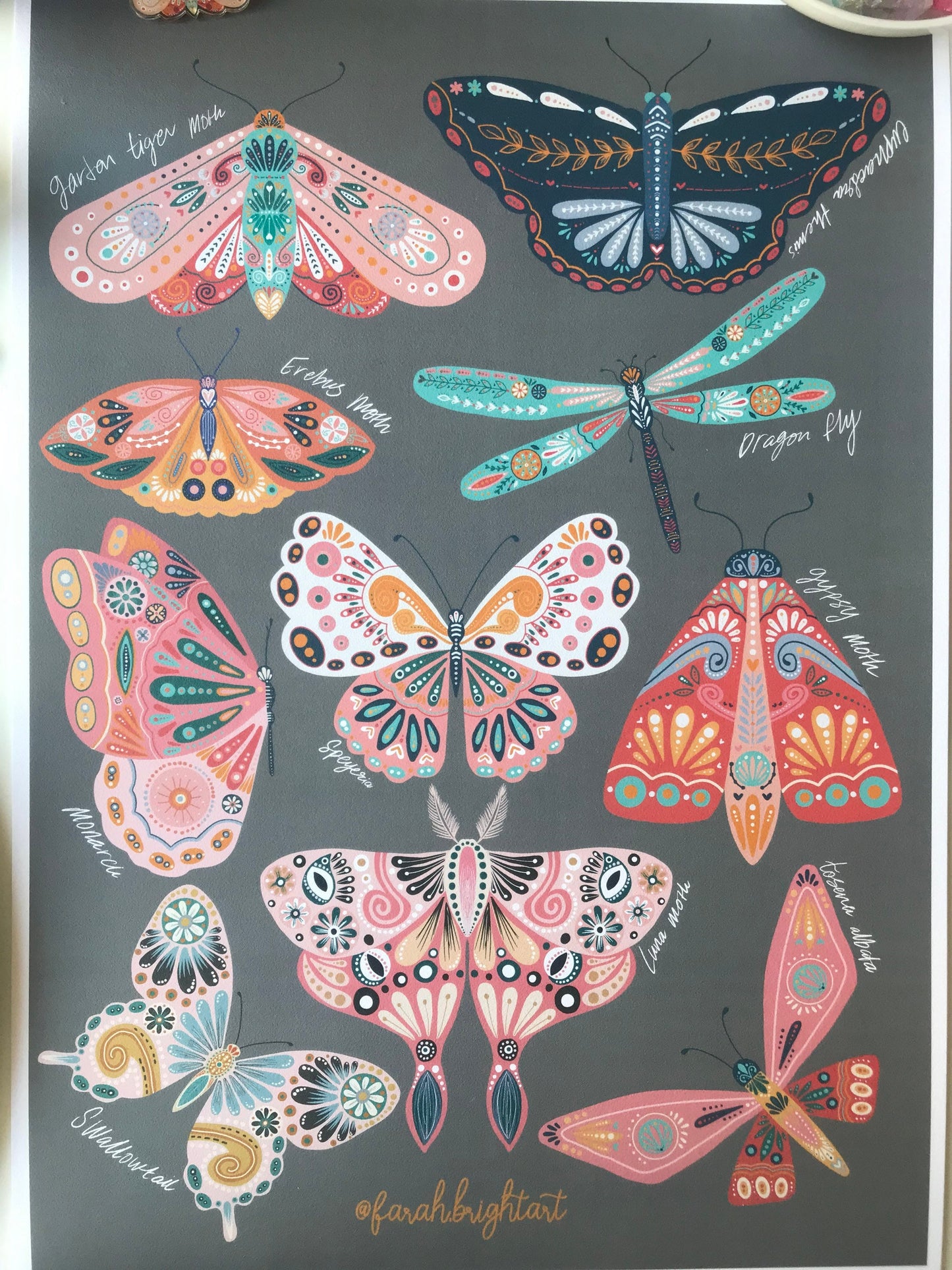Moth and butterflies illustrations print